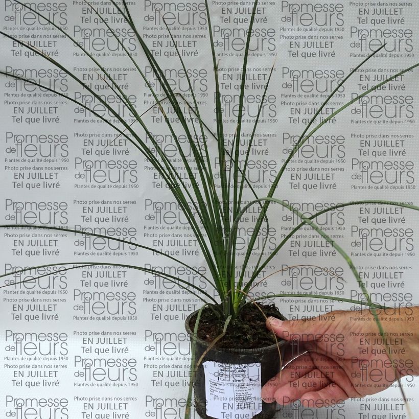 Esemplare di Dasylirion quadrangulatum Vaso da Ø 12 cm / 13 cm consegnato in estate
