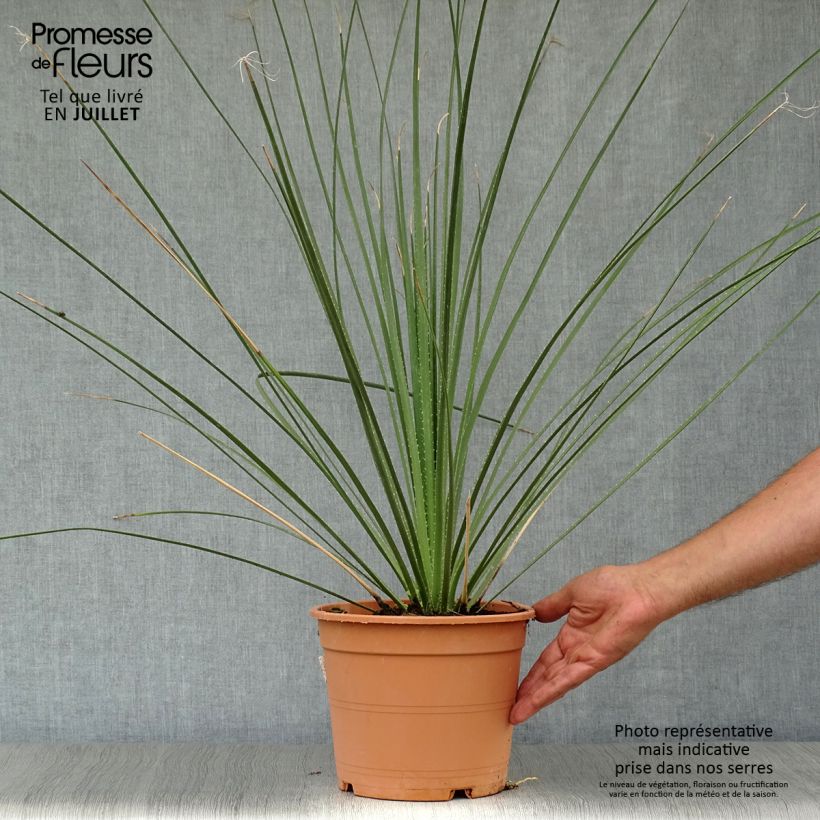 Esemplare di Dasylirion serratifolium Vaso da 12L/15L consegnato in estate