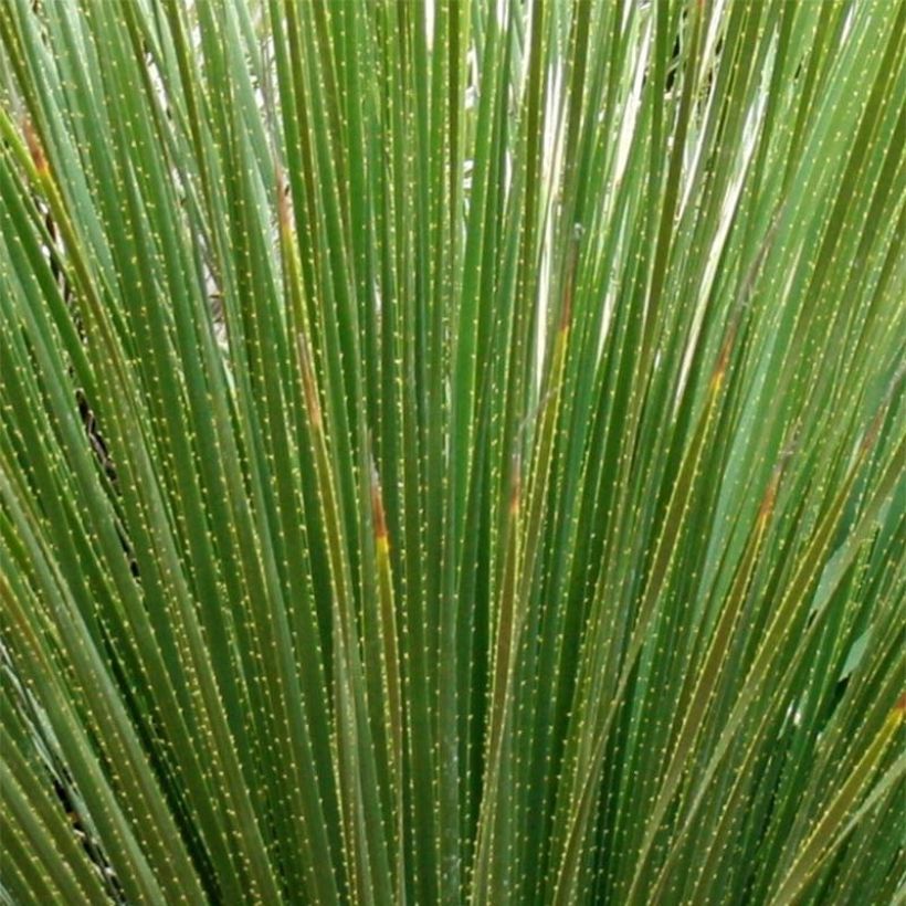 Dasylirion serratifolium (Fogliame)