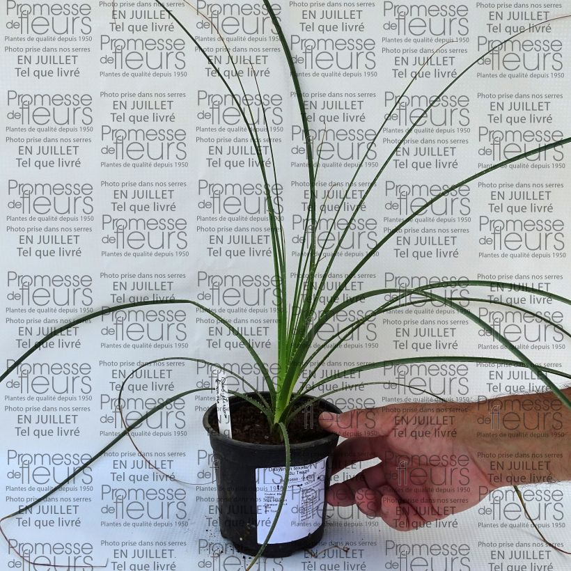 Esemplare di Dasylirion texanum - Sotol du Texas Pot de 12 cm consegnato in estate