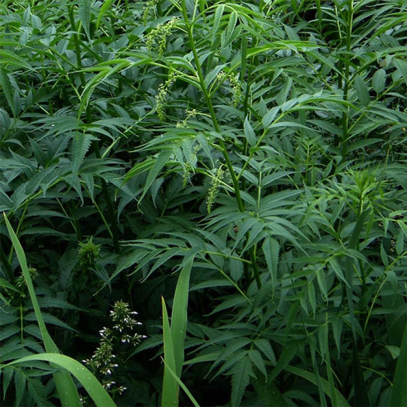 Datisca cannabina (Fogliame)
