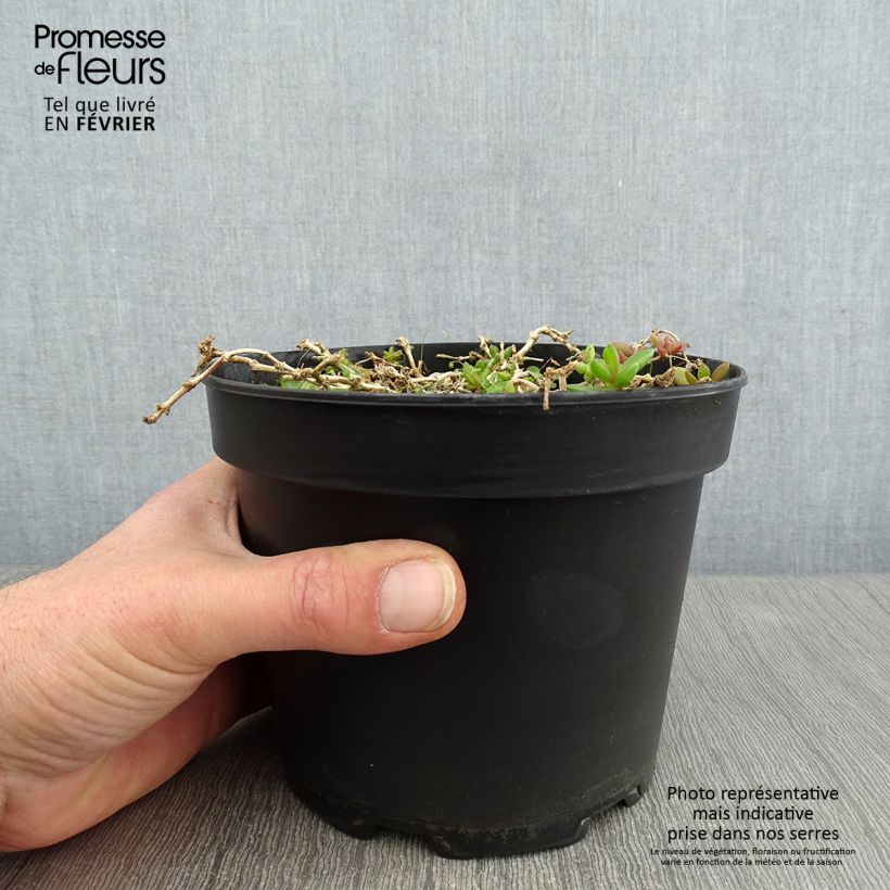 Delosperma cooperi Table Mountain Vaso da 2L/3L esemplare consegnato in inverno