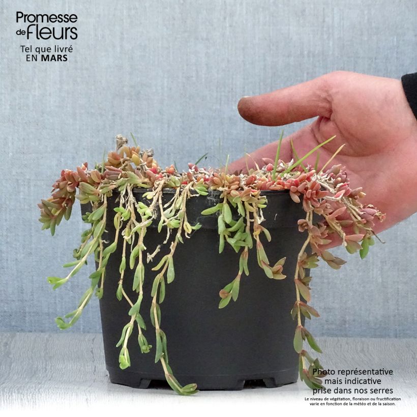 Delosperma cooperi Table Mountain Vaso da 2L/3L esemplare consegnato in primavera