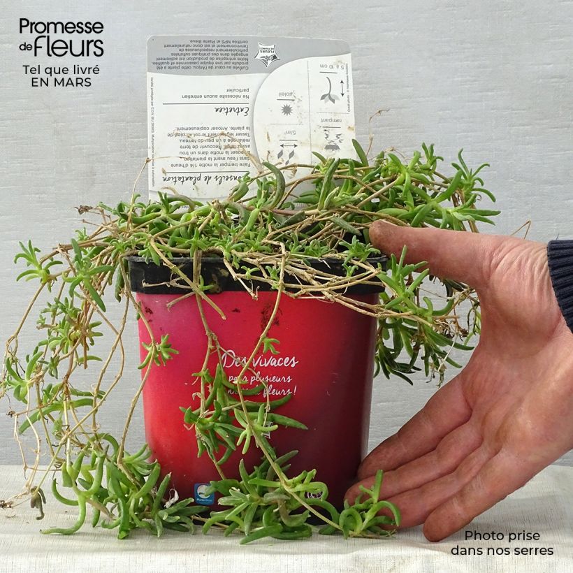 Delosperma Wheels of Wonder Fire en pot de 2L esemplare consegnato in primavera
