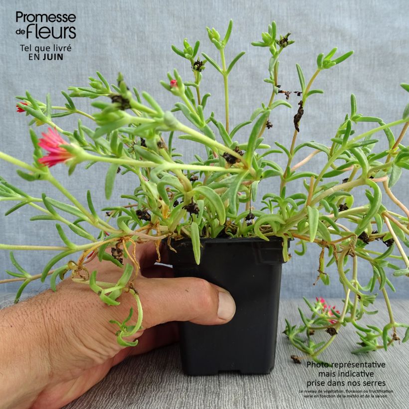 Esemplare di Delosperma Wheels of Wonder Fire Vasetto da 7/8 cm consegnato in estate