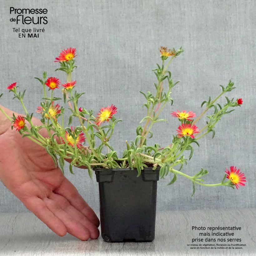 Delosperma Wheels of Wonder Fire godet de 9cm esemplare consegnato in primavera