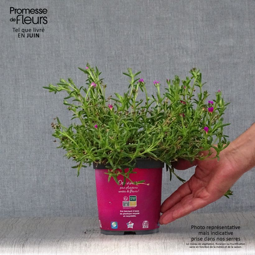 Esemplare di Delosperma Wheels of Wonder Hot Pink Vaso da 2L/3L consegnato in estate