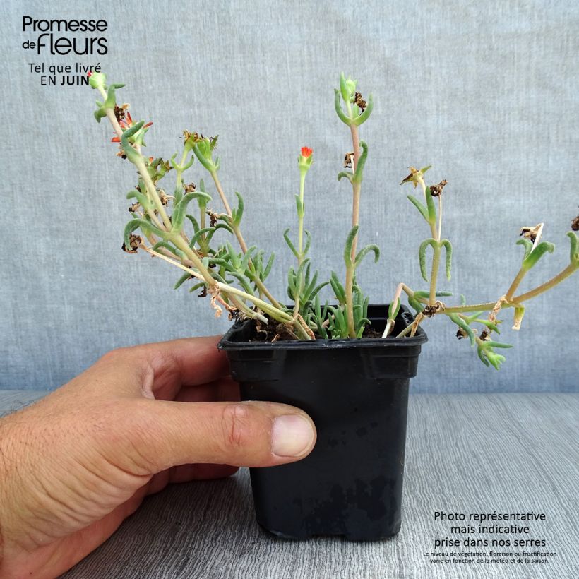 Esemplare di Delosperma Wheels of Wonder Orange Vasetto da 7/8 cm consegnato in estate