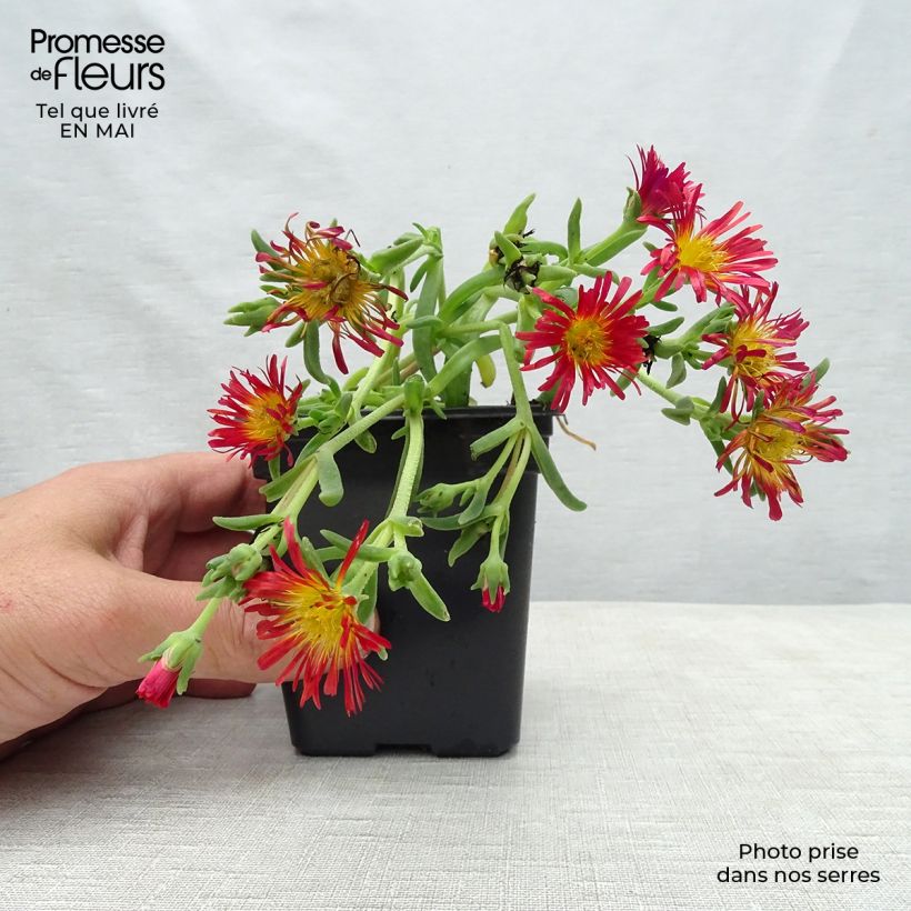 Delosperma Wheels of Wonder Orange en godet de 9cm esemplare consegnato in primavera