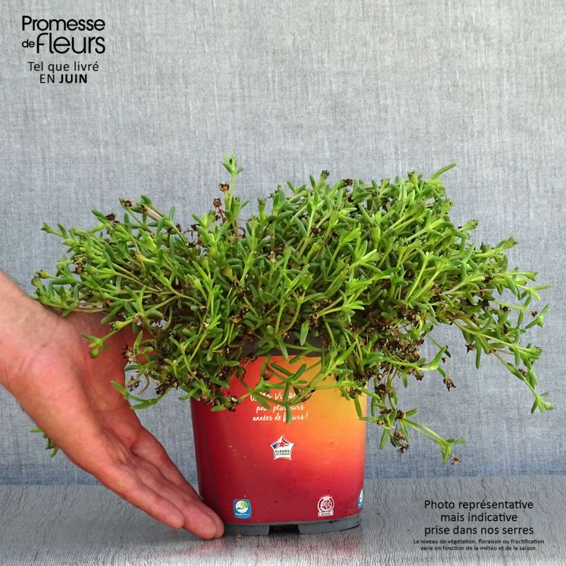 Esemplare di Delosperma Wheels of Wonder Orange Vaso da 2L/3L consegnato in estate