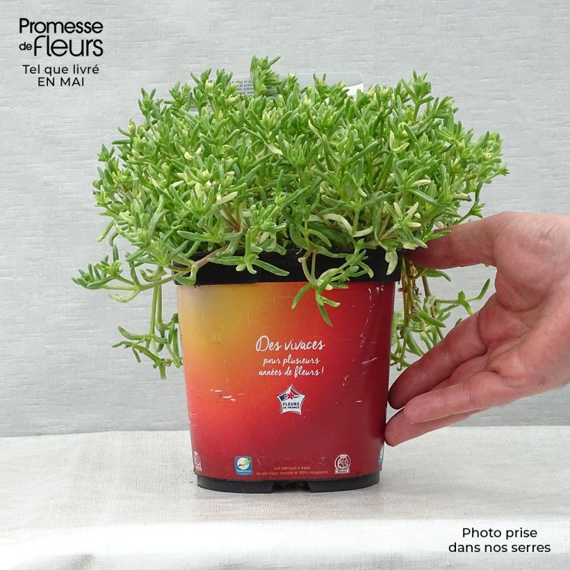 Delosperma Wheels of Wonder Orange en pot de 2L esemplare consegnato in primavera
