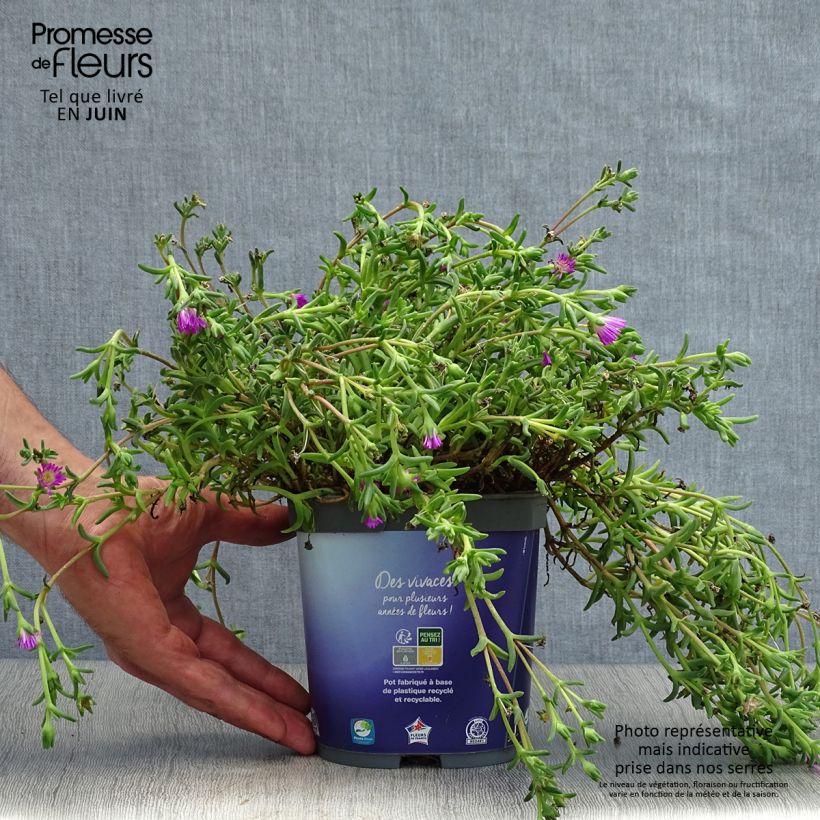 Esemplare di Delosperma Wheels of Wonder Violet Vaso da 2L/3L consegnato in estate