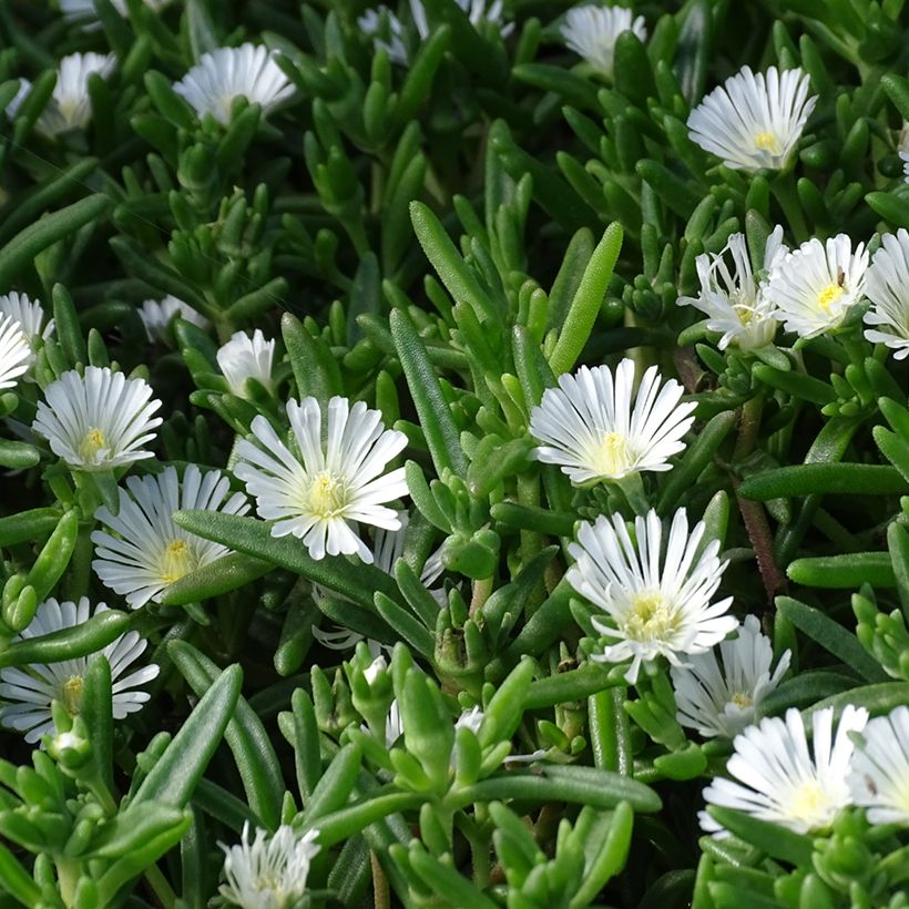 Delosperma Wheels of Wonder White (Fogliame)