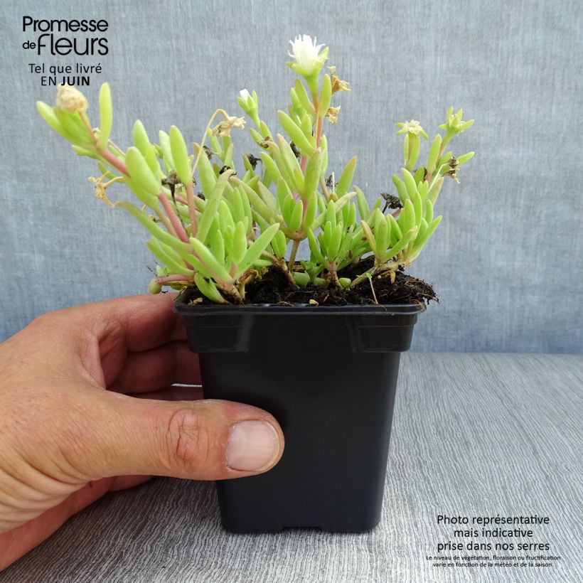 Esemplare di Delosperma Wheels of Wonder White Vasetto da 7/8 cm consegnato in estate