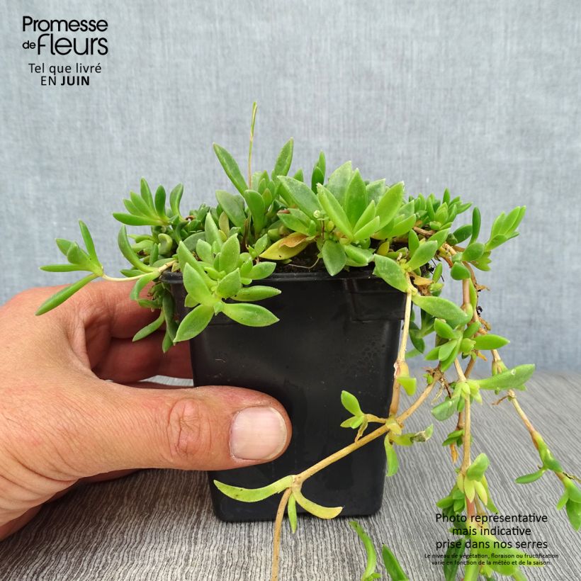 Esemplare di Delosperma cooperi Vasetto da 7/8 cm consegnato in estate