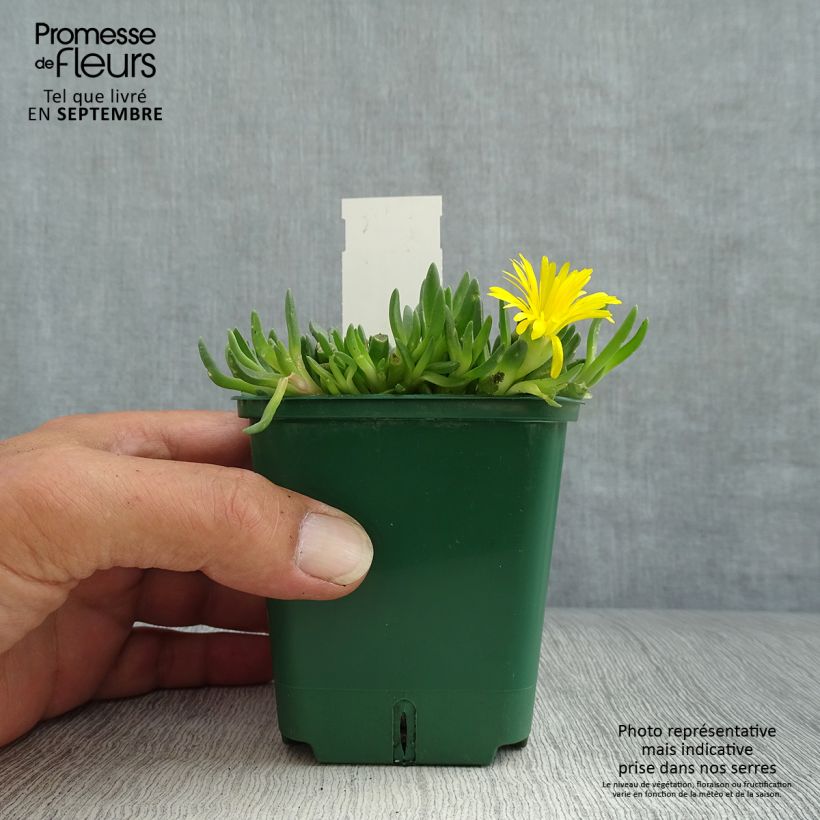 Esemplare di Delosperma deschampsii Vasetto da 8/9 cm come consegnato in autunno