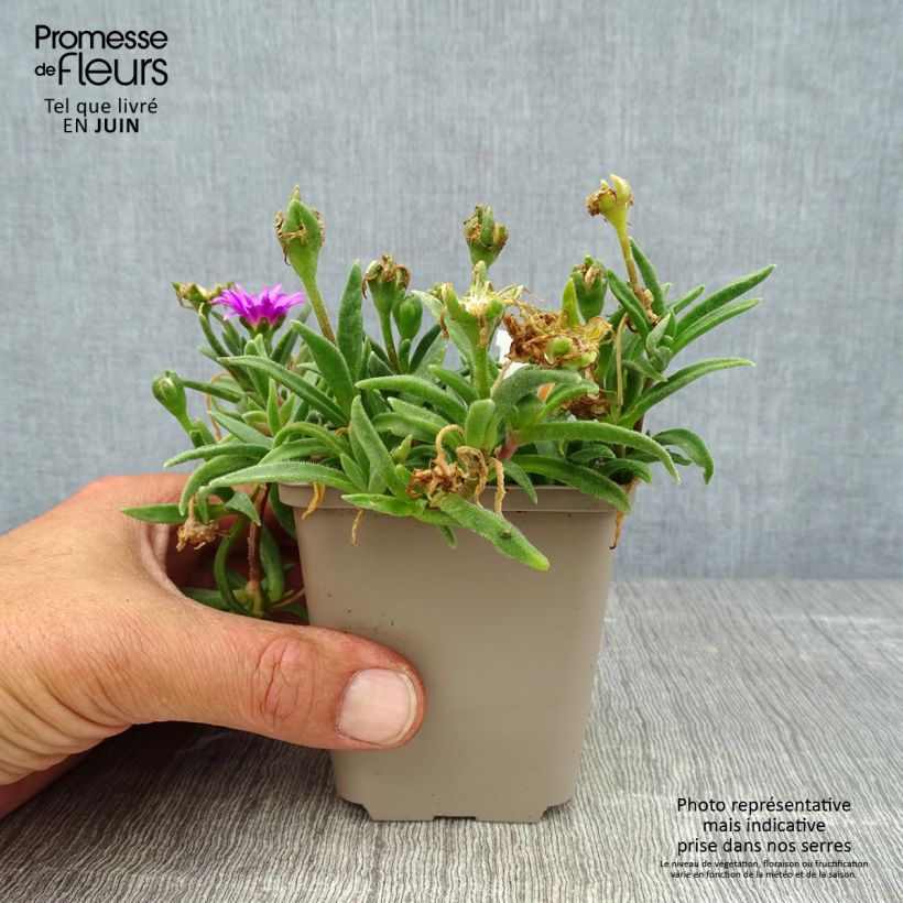 Esemplare di Delosperma sutherlandii Vasetto da 8/9 cm consegnato in estate