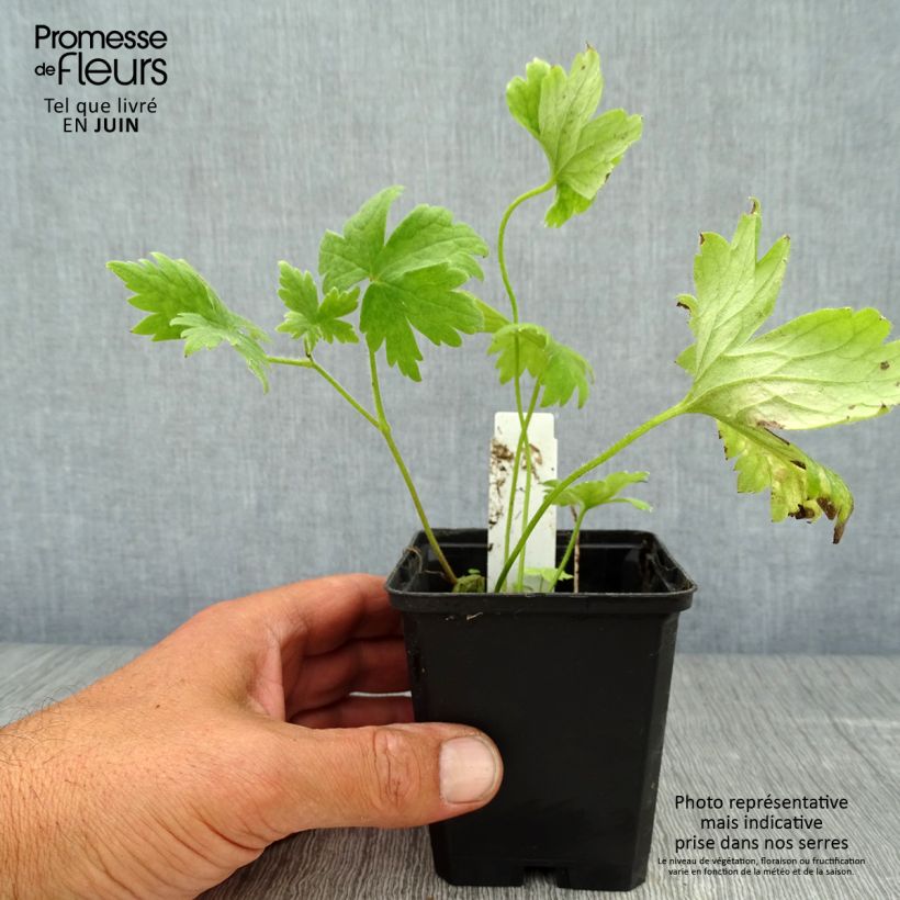 Esemplare di Delphinium Pacific-hybrid Magic Fountain Dark Blue-White Be - Speronella Vasetto da 8/9 cm consegnato in estate