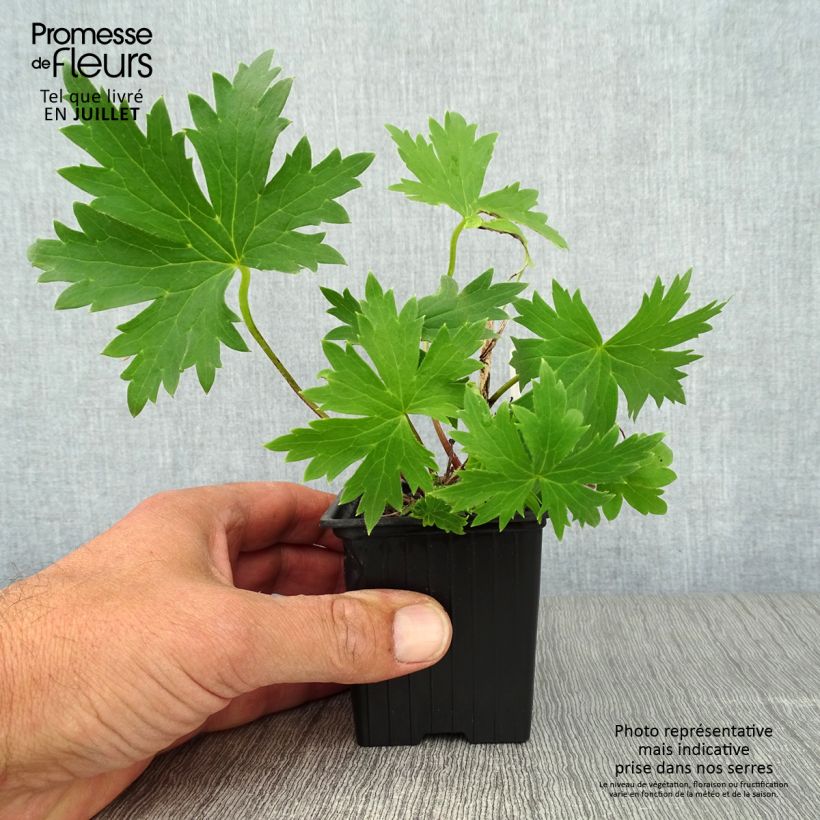 Esemplare di Delphinium elatum Highlander Bolero - Speronella elevata Vasetto da 8/9 cm consegnato in estate