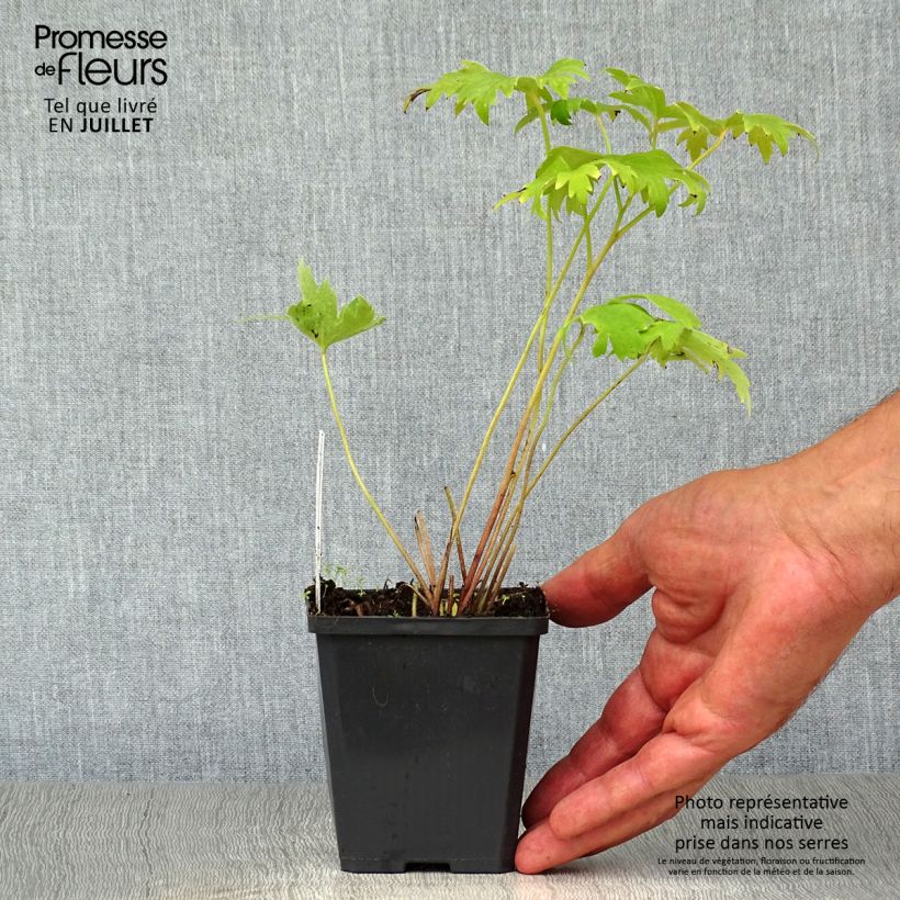 Esemplare di Delphinium Pacific-hybrid Astolat - Speronella Vasetto da 8/9 cm consegnato in estate