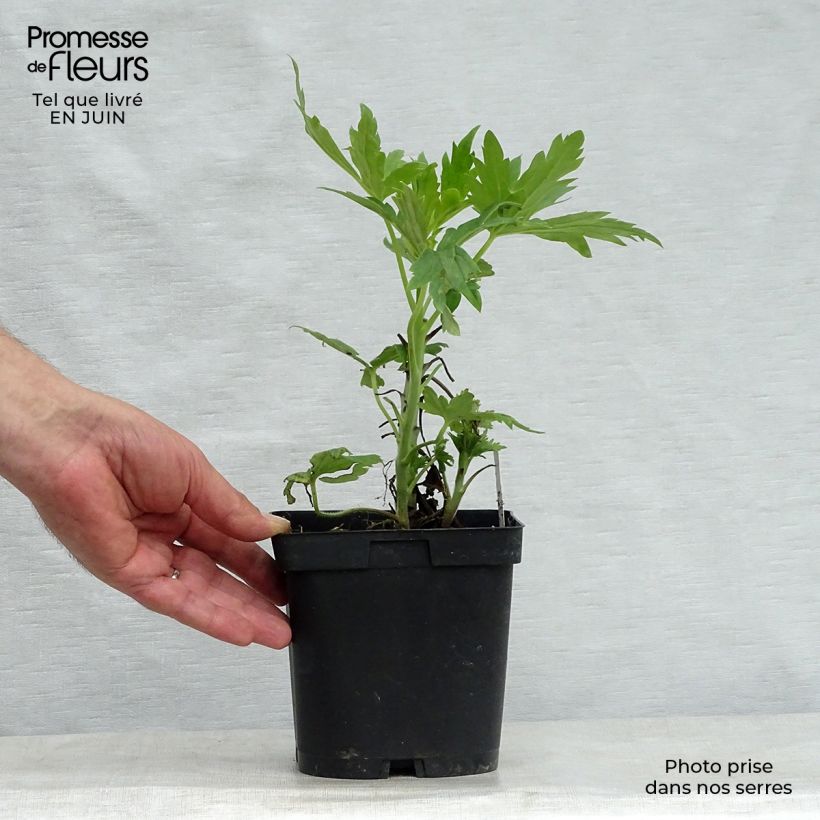 Esemplare di Delphinium Pacific-hybrid Black Knight - Speronella Vaso da 2L/3L consegnato in estate