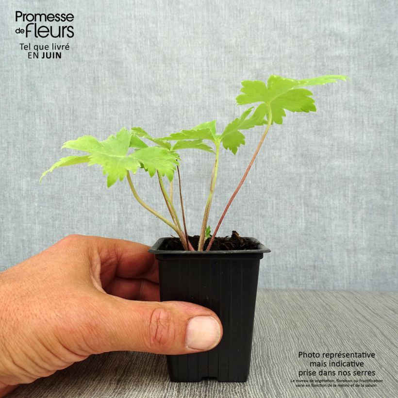 Esemplare di Delphinium Pacific-hybrid Black Knight - Speronella Vasetto da 7/8 cm consegnato in estate