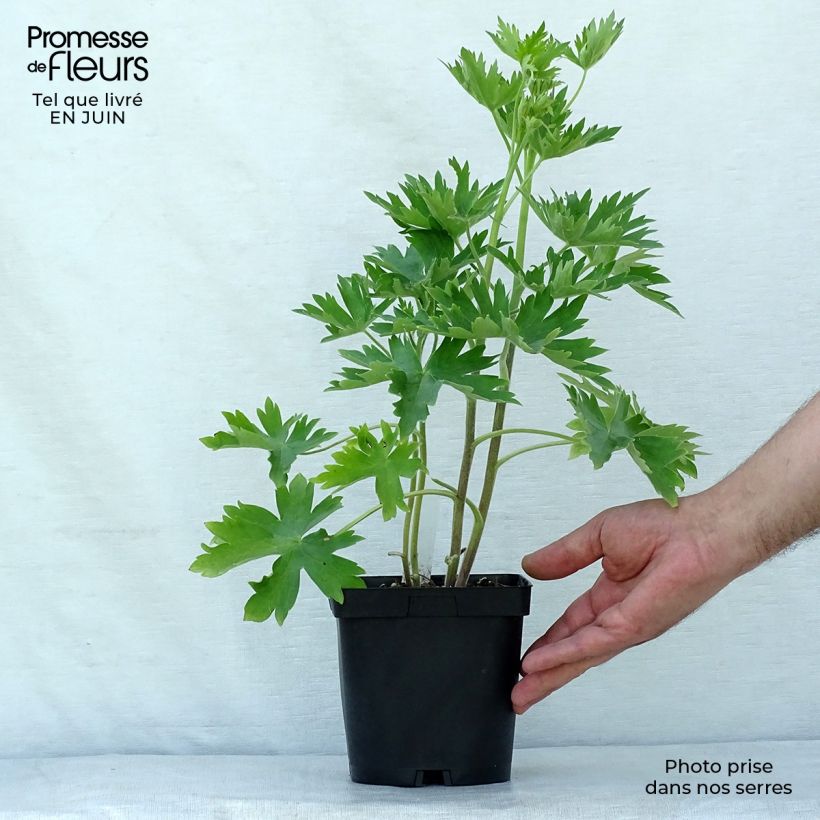 Esemplare di Delphinium Pacific-hybrid Blue Biird - Speronella Vaso da 2L/3L consegnato in estate
