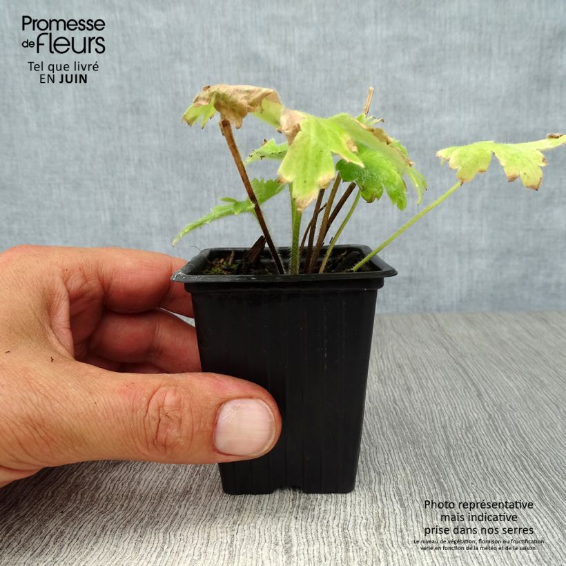 Esemplare di Delphinium Pacific-hybrid Blue Biird - Speronella Vasetto da 7/8 cm consegnato in estate