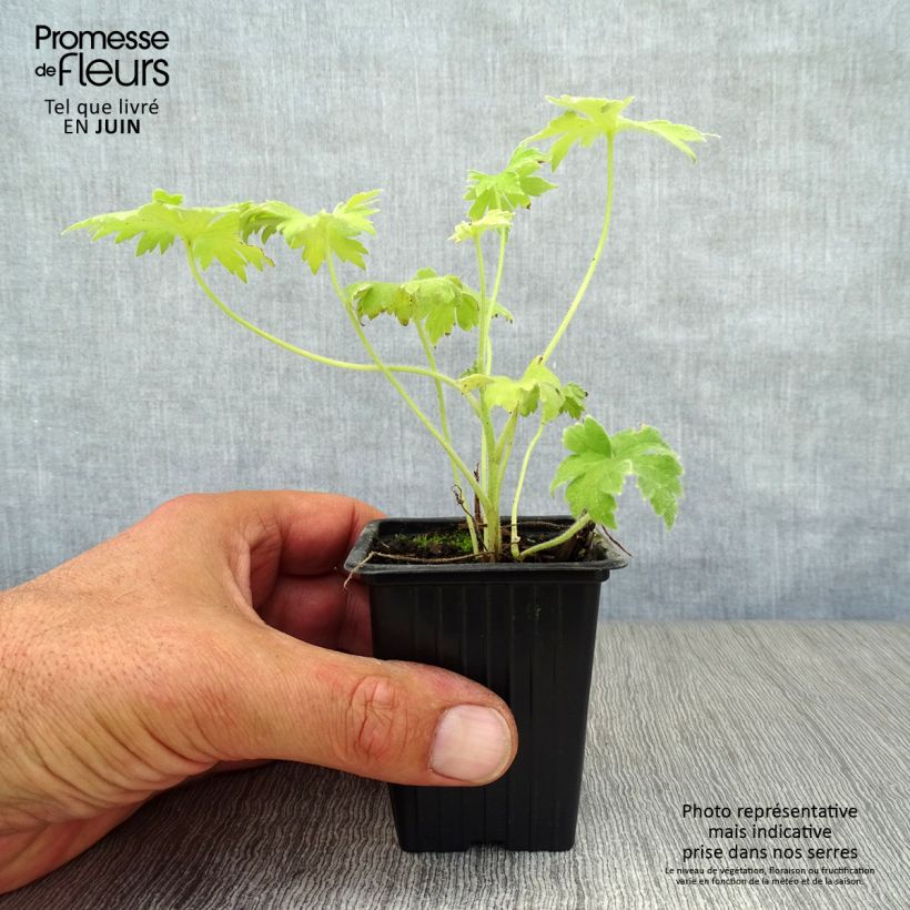 Esemplare di Delphinium Pacific-hybrid Galahad - Speronella Vasetto da 7/8 cm consegnato in estate