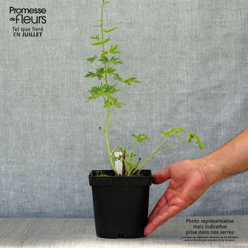 Esemplare di Delphinium Pacific-hybrid Galahad - Speronella Vaso da 2L/3L consegnato in estate