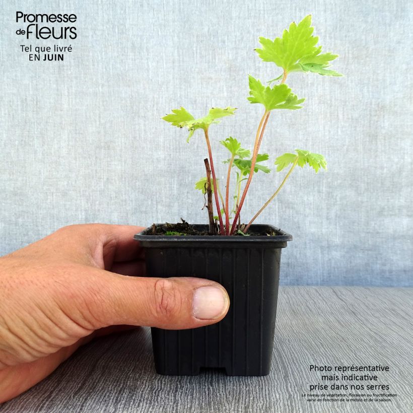 Esemplare di Delphinium Pacific-hybrid Guinevere - Speronella Vasetto da 7/8 cm consegnato in estate