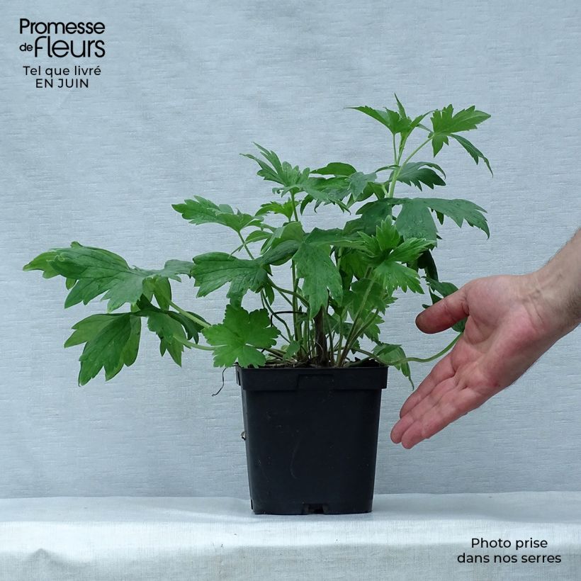 Esemplare di Delphinium Pacific-hybrid King Arthur - Speronella Vaso da 2L/3L consegnato in estate
