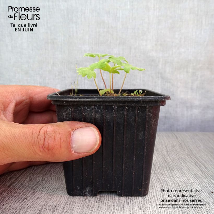 Esemplare di Delphinium Pacific-hybrid King Arthur - Speronella Vasetto da 7/8 cm consegnato in estate