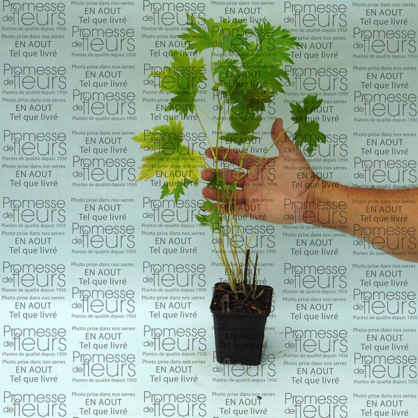 Esempio di esemplare Delphinium Pacific-hybrid Cameliard - Speronella Vasetto da 8/9 cm come consegnato