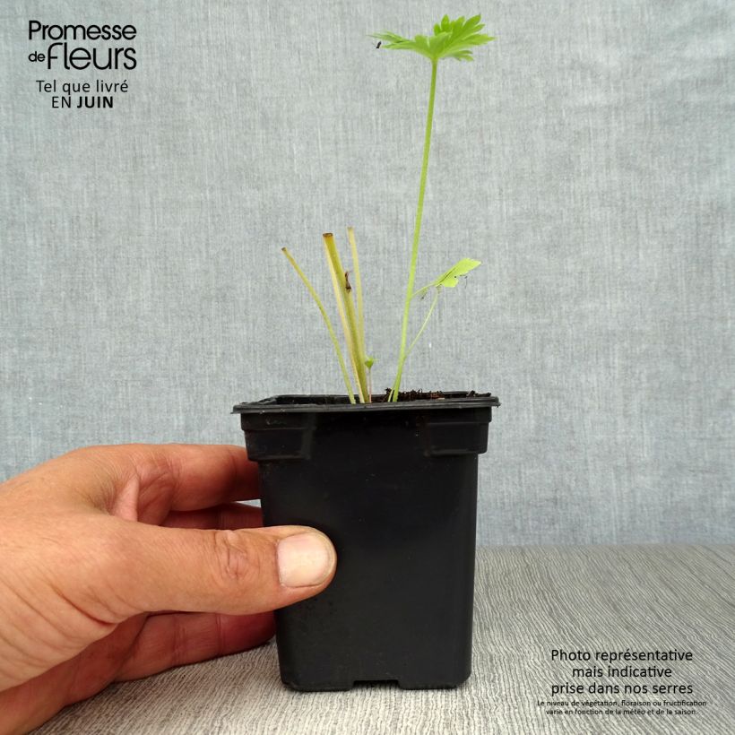 Esemplare di Delphinium belladona Casa Blanca - Speronella Vasetto da 7/8 cm consegnato in estate
