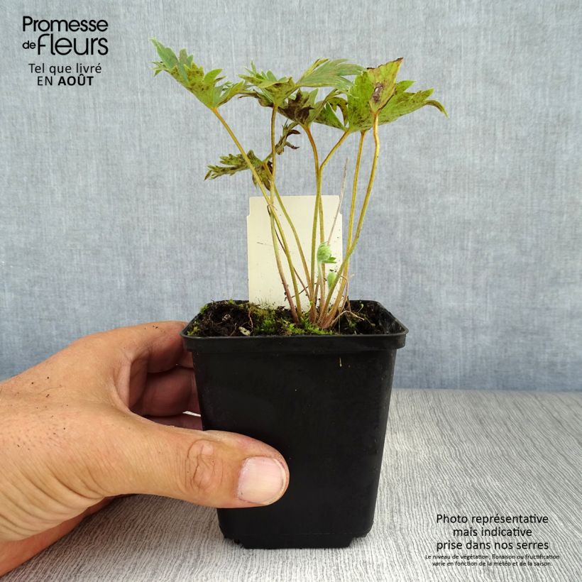Esemplare di Delphinium belladona Piccolo - Speronella Vasetto da 8/9 cm consegnato in estate