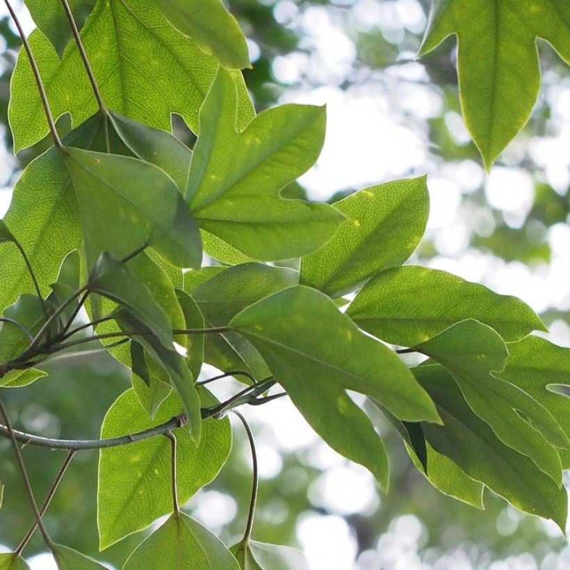 Dendropanax japonicus (Fogliame)