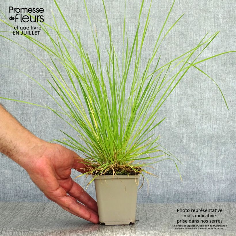 Esemplare di Deschampsia caespitosa Bronzeschleier Vasetto da 8/9 cm consegnato in estate