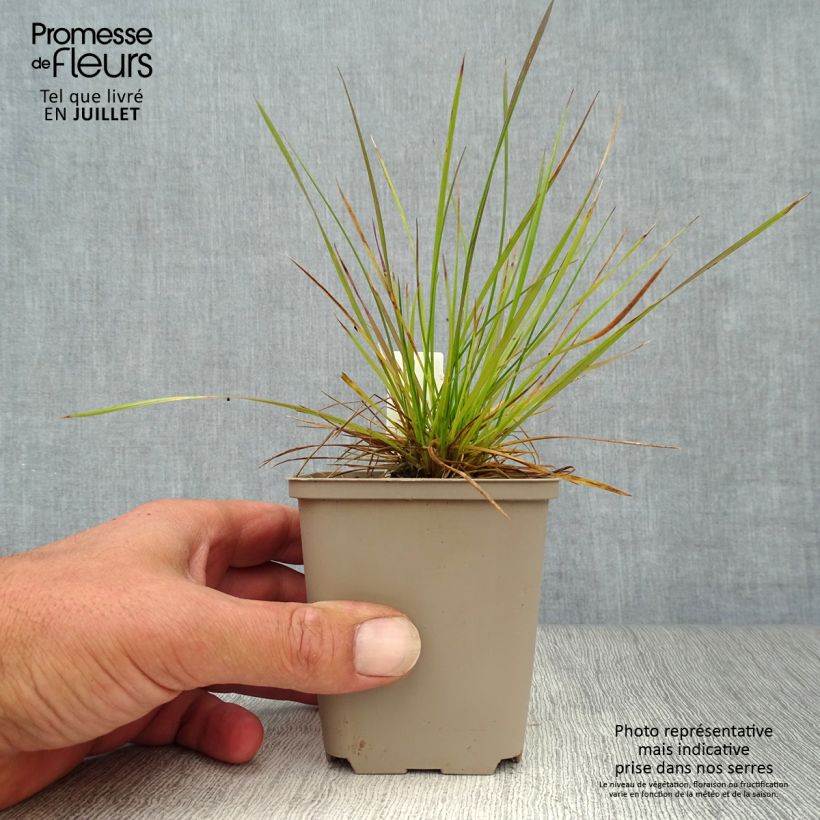 Esemplare di Deschampsia caespitosa Vasetto da 8/9 cm consegnato in estate