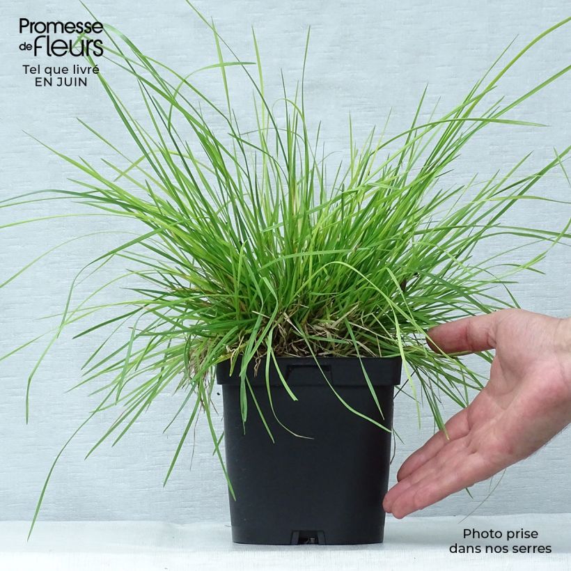 Esemplare di Deschampsia caespitosa Vaso da 2L/3L consegnato in estate
