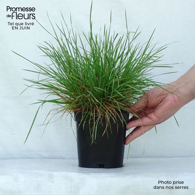 Esemplare di Deschampsia caespitosa Goldschleier Vaso da 1,5L/2L consegnato in estate