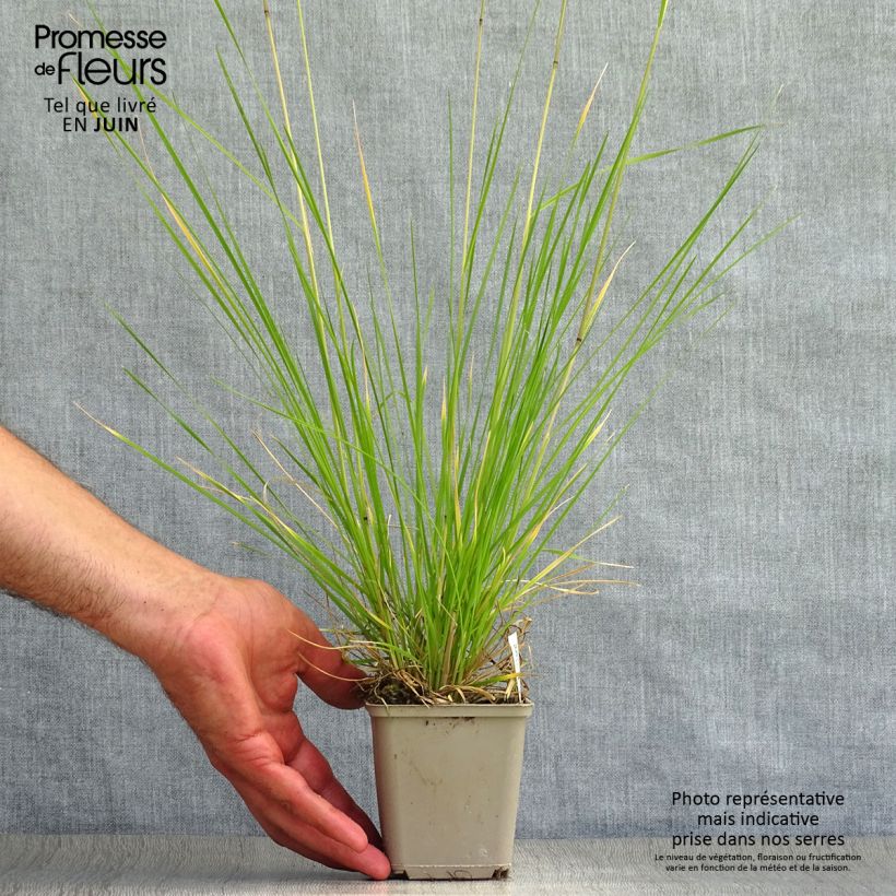 Esemplare di Deschampsia caespitosa Goldtau Vasetto da 8/9 cm consegnato in estate