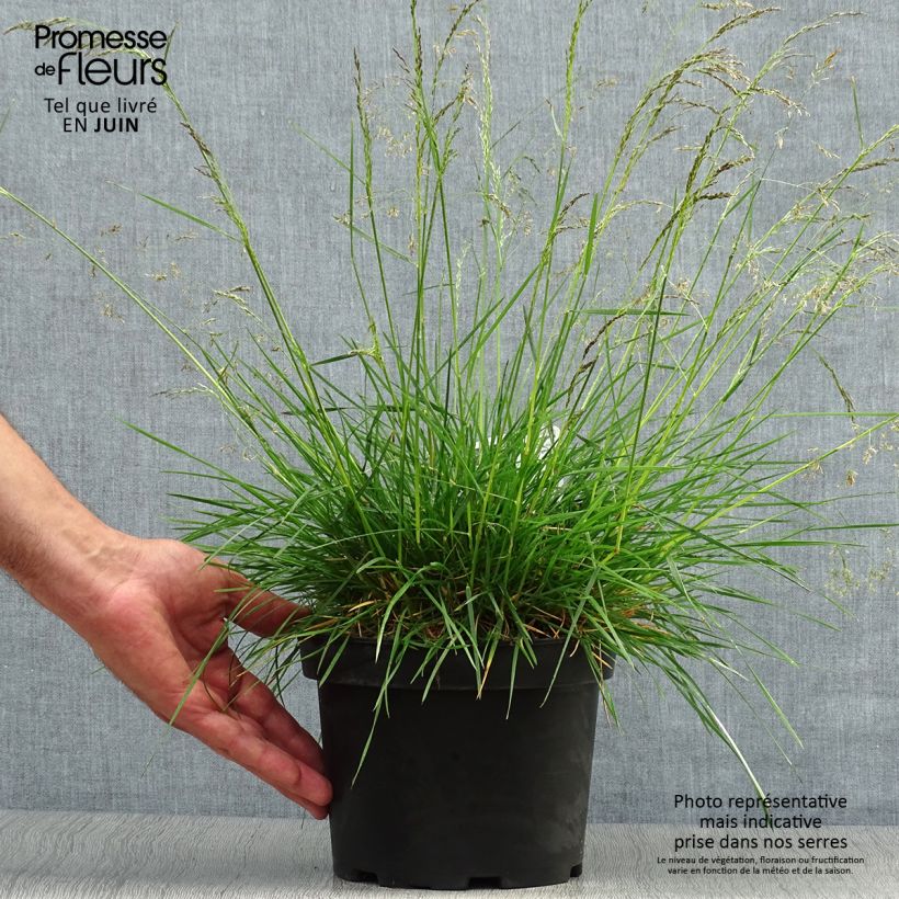 Esemplare di Deschampsia caespitosa Goldtau Vaso da 2L/3L consegnato in estate