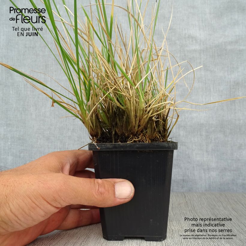 Esemplare di Deschampsia caespitosa Palava Vasetto da 8/9 cm consegnato in estate
