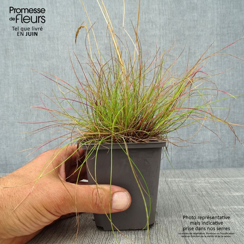Esemplare di Deschampsia flexuosa Vasetto da 8/9 cm consegnato in estate