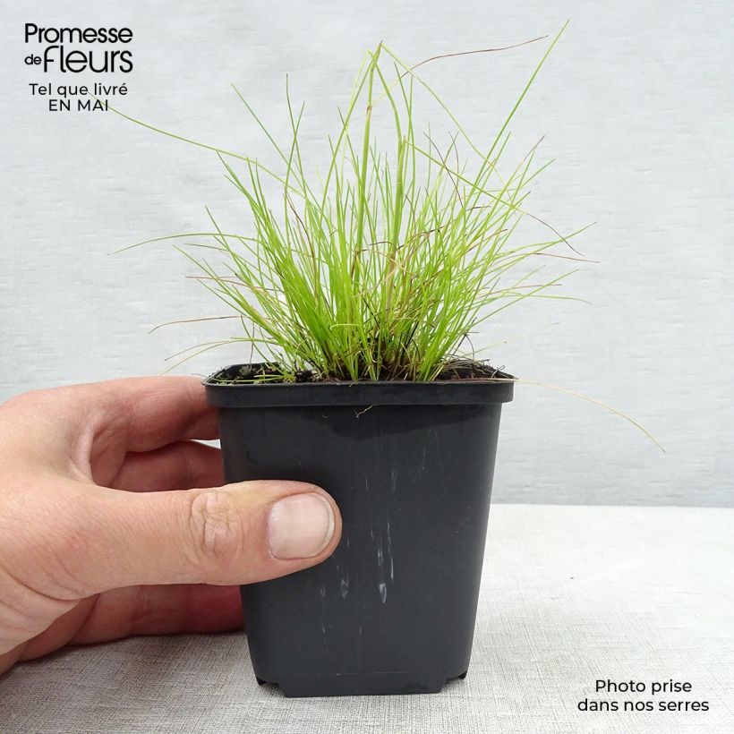 Deschampsia flexuosa Tatra Gold - Canche flexueuse en godet de 9 cm esemplare consegnato in primavera