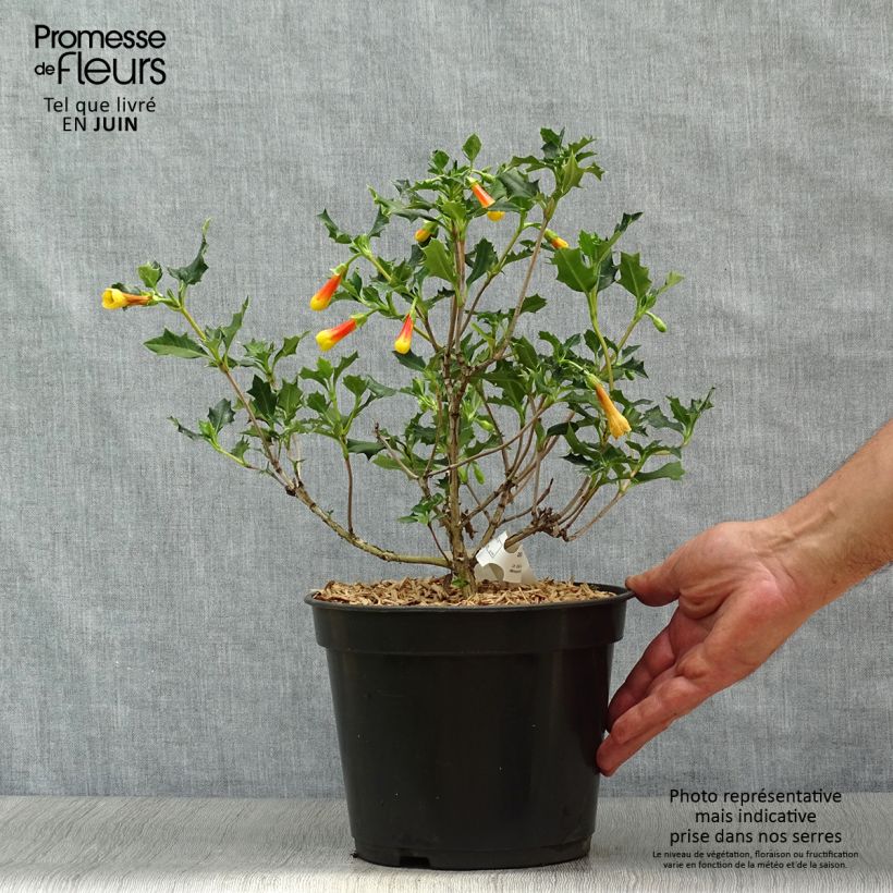 Esemplare di Desfontainia spinosa Vaso da 3L/4L consegnato in estate