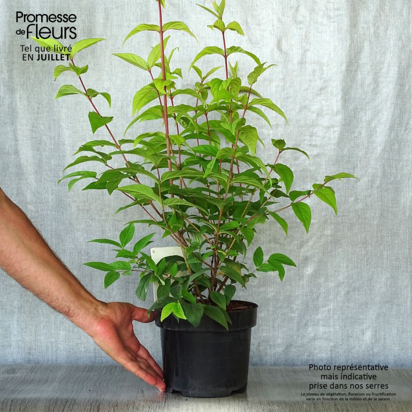 Esemplare di Deutzia Perle Rose Vaso da 3L/4L consegnato in estate