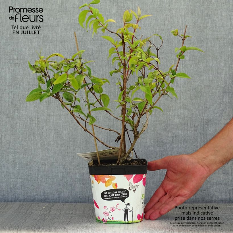 Esemplare di Deutzia magnifica Tourbillon Rouge Vaso da 2L/3L consegnato in estate