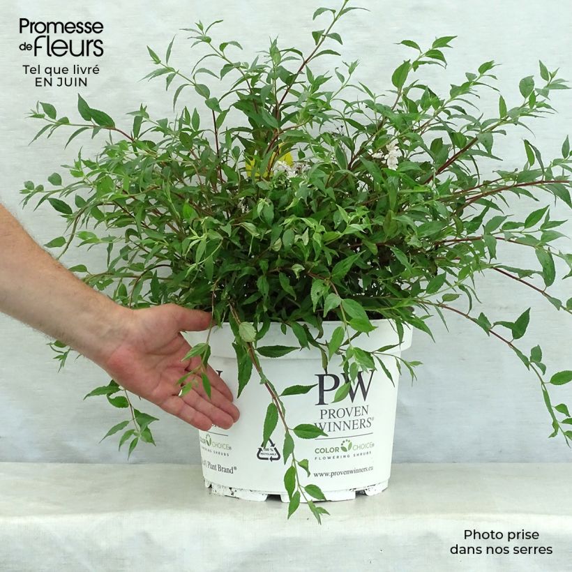 Esemplare di Deutzia Yuki Cherry Blossom Vaso da 7,5L/10L consegnato in estate